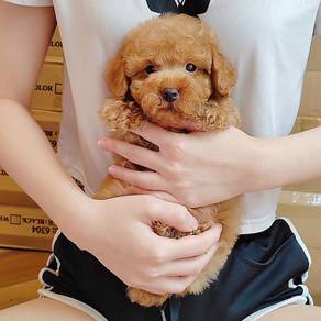 Poodle