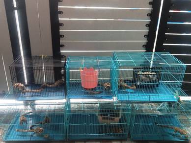 sugar glider induk