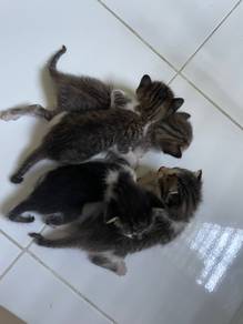 Kitten