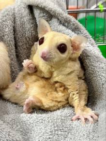 Creamino Sugar Glider（FEMALE）