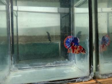 Hmpk Multicolor Betta / Ikan Laga
