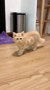 kucing