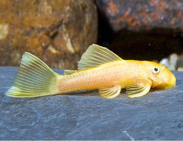 Shortfin Blue Eye