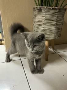 kitten 3.6 month for adoption