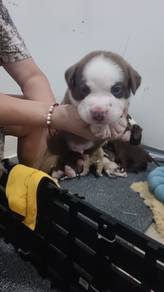 pitbull