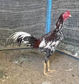 Ayam pama