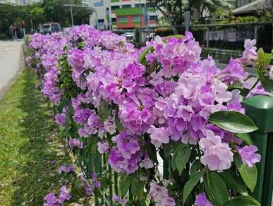 Mansoa Hymenaea / Garlic Vine