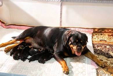 Rottweiler, Parents with MKA