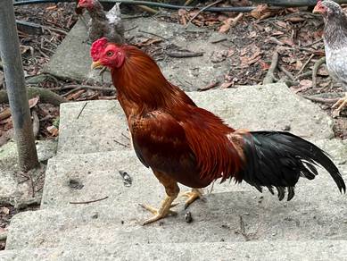 Rooster for Sale – For Breeding Purposes Only