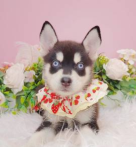 Pomsky