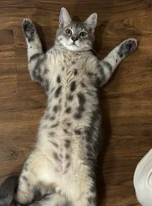 Kucing marble