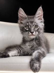 Maine Coon