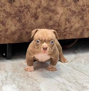 AMERICAN BULLY PUPPIES D116 🐻 Exotic - Pocket