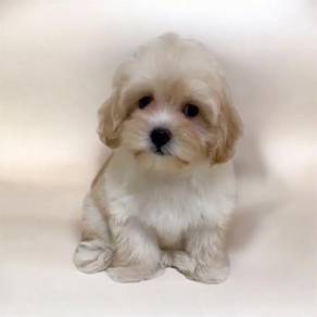 Maltipoo cream white female