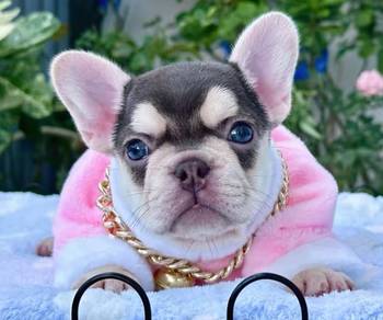 FRENCH BULLDOG PUPPIES FB264🌻Cute Puppy Available