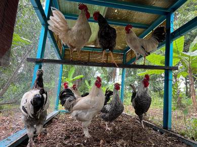 ayam mix Arab bpr
