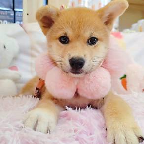 Shiba
