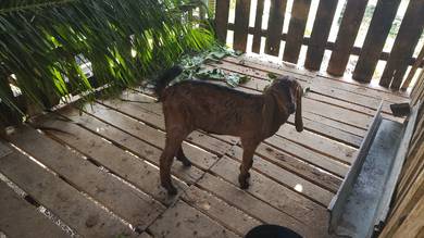ank kambing jantan 