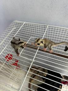 Sugar glider white face