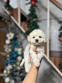 maltipoo puppy8