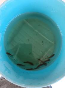 betta imbellis 