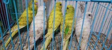 burung baji murah Dan cantik