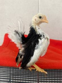 Ayam Serama