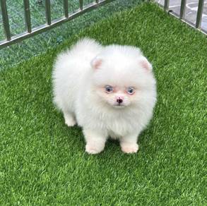 POMERANIAN PUPPIES A197 🌻 Sort of shine Boy~Girl