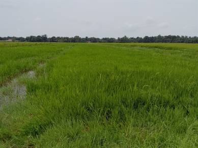 Others Land in Semanggol, PRK
