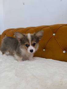 Corgi Long Hair