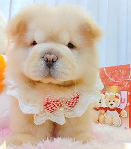 Chow Chow