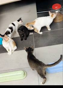 kucing untuk dibela (free)