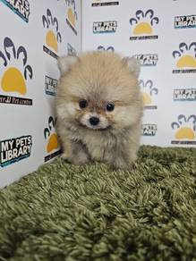 tiny pomeranian pom pom