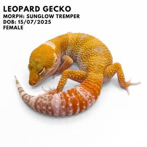 Gecko (sunglow tremper)