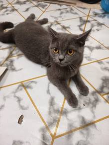 bsh