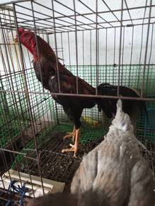 Ayam sabung