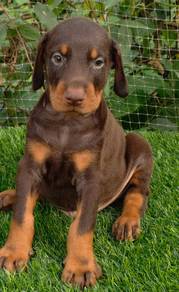 DOBERMAN PUPPIES 🐻 H165 Male~ Female Available