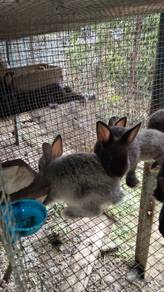 arnab rabbit mix