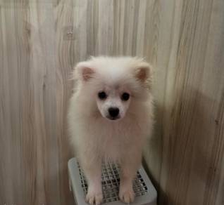 pomeranian puppy for sale 