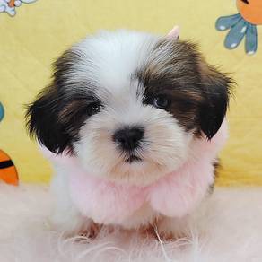 Shih Tzu