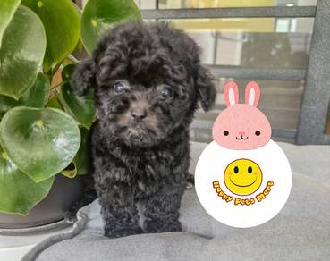 BVV3999 Silver Grey haired MKA reg tiny poodle