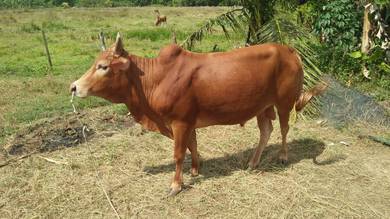 lembu 