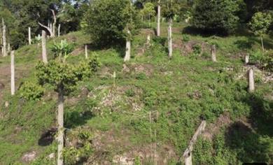 Agricultural Land in Hulu Selangor, SGR