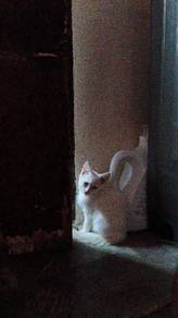 White Kitten