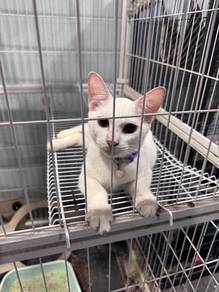 8 month old male mixed BSH for rehome