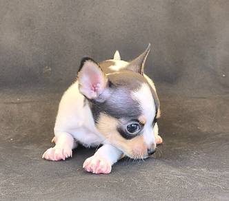 apple head Chihuahua puppy (male)