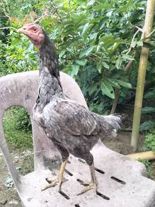 induk pama iq 