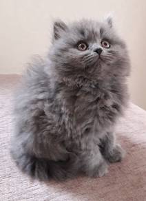 British long hair blue kittens