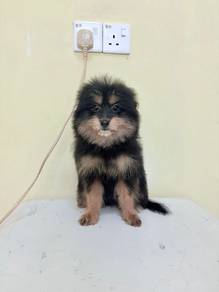 Pompoo