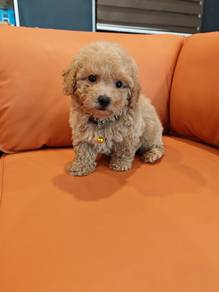 Poodle puppy